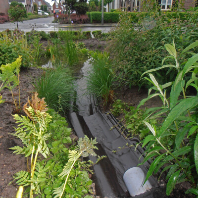 Wadi met planten-bolletje